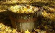 Autum Basket